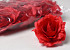 Rose Red D11cm 