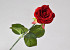 Rose Rouge Velours artificielle D6cm L42cm