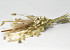 Trockenblumenstrauß Flach Natur 60cm