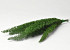 Foxtail Groen 40cm