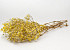 Gypsophila Jaune preparé 30gr.