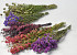 DIY Bouquet de Fleurs Séchées Violet/Rose XL