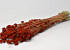 Phalaris Red Brown 70cm