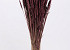 Bouquet Triticum Marron (blé) 70cm