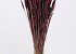 Triticum Brown (wheat)