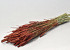 Bouquet Triticum Rouge-Marron (blé) 70cm