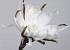 Blume Schaumstoff 80cm Weiss