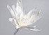 Blume Schaumstoff Weiß, D 35cm
