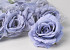 Rose D10cm Eisblau