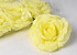 Rose Yellow D15cm