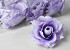 Rose Light Lilac D11cm