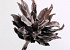 Dracena 80cm Brown