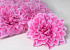 Dahlia Hard Pink D20cm 