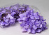 Tête d'Hortensia Lilac Pastel D16cm 