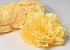 Peony Yellow D18cm