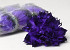 Dahlia D16cm Purple