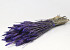 Bouquet Triticum Violet 70cm (blé)