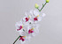 Orchidée Papillon 75cm Blanc
