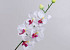 Phalaenopsis75cm White