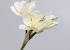 Amaryllis Spray White 55cm