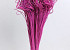 Curly Ting rose foncé 300 Tiges