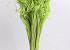 Curly Ting Vert 300 Tiges