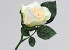 Rose 30cm Weiß