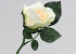 Rose 30cm White