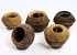Sapucaia Large D14-16cm