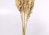 Indian Corn bleached 75cm