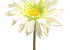 Gerbera 34cm Weiss