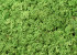 Lichen stabilisé Vert Poire par kg