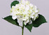 Hortensia 52cm blanc