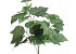 Feuilles de Vigne 58cm