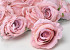 Rose Soft Pink D10cm