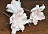 Foam flower 18cm white/pink