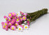 Acroclinium Rose Mélange 50cm