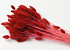Lagurus Bright Red 65cm