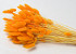 Bouquet Lagurus Orange 65cm