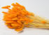 Lagurus Orange 65cm