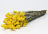 Bouquet Sanfordii Jaune 50cm