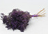 Bouquet Broom Bloom Violet 50cm