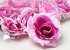 Rose Pink D11cm