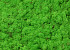 Lichen stabilisé Vert Clair par kg