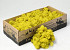 Lichen stabilisé Jaune Citron 500gr.