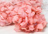 Hydrangea Head Pastel Peach D16cm