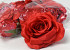 Rose Satin Rot D11cm 