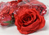Rose Satin Rouge D11cm 