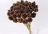 Pine Cone on 50cm stem