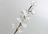 Foam Blossom White, D 11cm